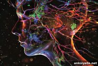 How the Brain’s Fear Circuitry Triggers Survival Responses