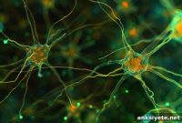 How Astrocytes Shape Behavior and Brain Function