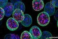 Kdm1a: How It Preserves Neuronal Identity and Function