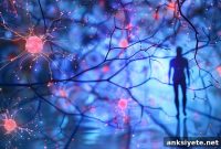 New Neural Model Reveals How the Brain Stores Memories