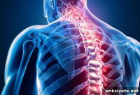 Stem Cell Therapy Restores Function After Spinal Cord Injury