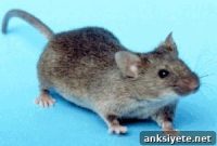 New Memory-Boosting Molecule Discovered in Mice