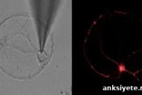 New Drug Reverses Synapse Loss in Alzheimer’s Models