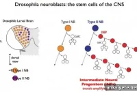 How Neural Stem Cells Generate Diverse Neurons, Study Reveals