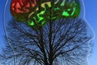 How Circadian Rhythms Affect Aging and Longevity