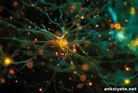 How Neurons Respond Differently to Electrical Stimulation