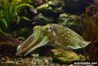 How Cuttlefish Create False Memories Like Humans