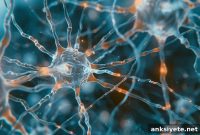 Neural Vulnerabilities and Resilience in Alzheimer’s Disease