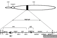 Prader-Willi Symptoms: Circadian and Metabolic Gene Disruption