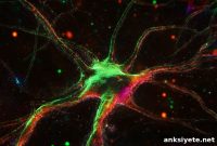 Study Finds Dopamine Plays Limited Role in Rapid Neural Activity