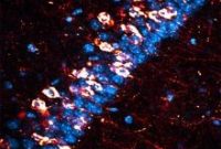 Mouse Models Reveal New Therapeutic Target for Alzheimer’s