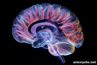 New Brain Imaging Reveals Autism Markers with 95% Accuracy