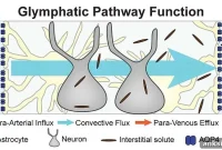 Glymphatic System Could Unlock New Alzheimer’s Treatments