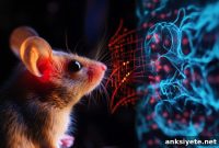 Vagus Nerve Stimulation Boosts Perceptual Learning
