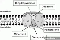 Study Links Psychiatric Disorders to a Memory-Forming Protein
