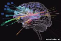 Your Brain Processes Sentence Structure as Fast as Visual Scenes