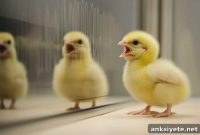 What Baby Chick Calls Reveal About Chicken Emotions