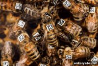 How Genetics Shape Honeybee Behavior
