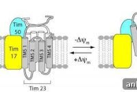 Cellular Protein Pathways Explained
