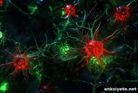 Astrocyte Transplants Could Transform Brain Disorder Therapy
