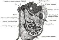 Researchers Pinpoint Brain Cause of Menopausal Hot Flashes