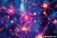 Lab-Grown Neurons Build Brain-Like Networks, Display Plasticity