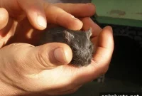 Deficiency of Brain Enzyme Alters Fear Responses in Mice