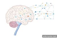Targeting Brain Reward Pathways for Depression Treatment