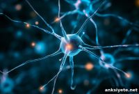 How a Common Virus Triggers Relapses in Multiple Sclerosis (MS)