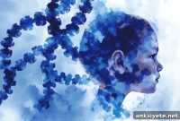 Protein Imbalance Linked to Autism-Like Behavior