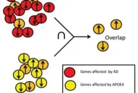 Molecular Pathways Driving Alzheimer’s Disease Revealed