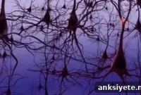 Neural Simulations Reveal Origin of Brain Waves