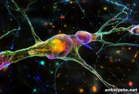 How One Gene Mutation Disrupts Immunity and Brain Development