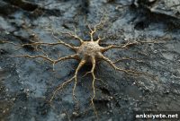 Energy Deprivation Triggers Toxic Glutamate Surges in the Brain