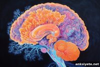 How Neural Signals Regulate the Brain’s Glymphatic Clearance