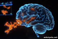 How Memories Form at the Synaptic Level
