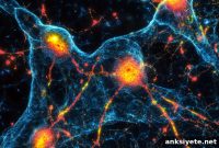 How Spreading Brain Waves Deplete Neuron Energy