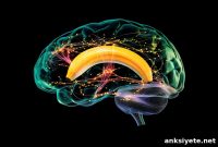 How Language Shapes Color Perception in the Brain
