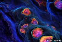How TEAD Proteins Switch Roles in Brain Development
