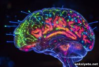How Memories Form and Change in the Brain