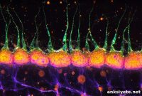 Inhibitory Neurons Drive Spatial Learning and Memory