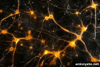 Separate Synapses Help the Brain Balance Learning and Stability