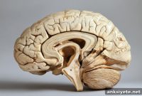 How AI Maps Brain Dynamics to Improve Mental Health Diagnosis