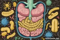 Fecal Microbiota Transplants Linked to Lasting Gut Imbalance