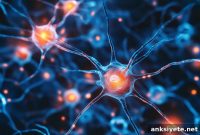 How Serotonin Circuits Use Movement to Shape Behavior