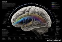 Brain Age Gap May Signal Future Cognitive Decline