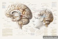 Newborn Pain Perception: How It Develops After Birth