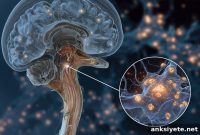 Study Finds Brainstem Neuron Overactivity Drives Chronic Pain