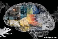 Mind Wandering: Why Zoning Out Improves Your Brain