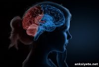 Brain Differences Linked to Antisocial Traits in Psychopathy